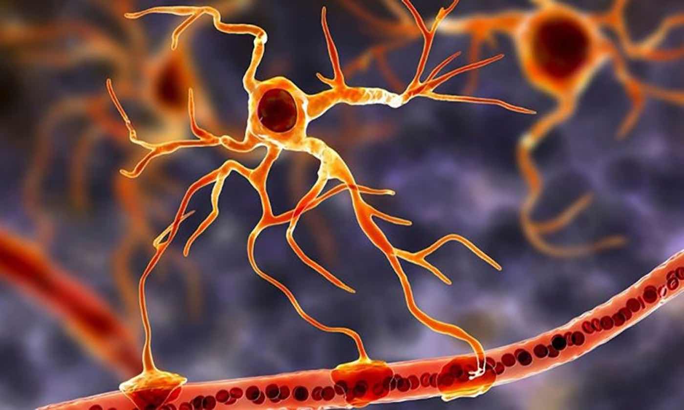 Remarkable Blood Flow Discovery Could Pave the Way to New Treatment for Dementia and Migraines