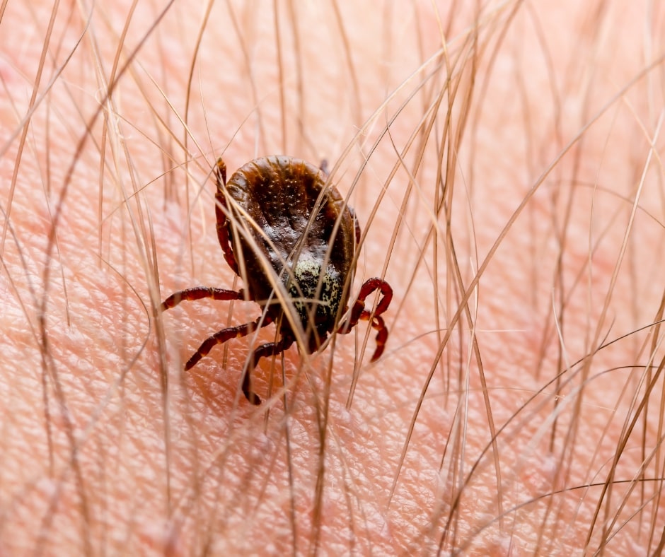 Is Lyme Disease Covered by Health Insurance? Truecoverage