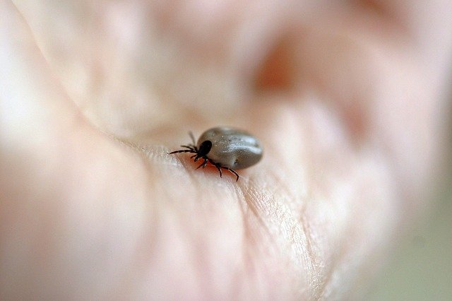How Will My Lyme Disease Diagnosis Affect My Health Insurance?